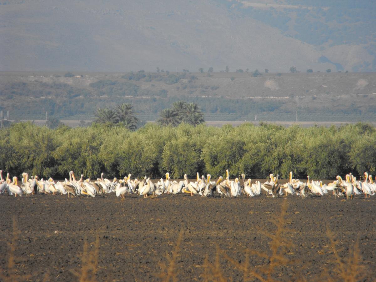Jordan Valley Birding Lodge Kefar Ruppin エクステリア 写真