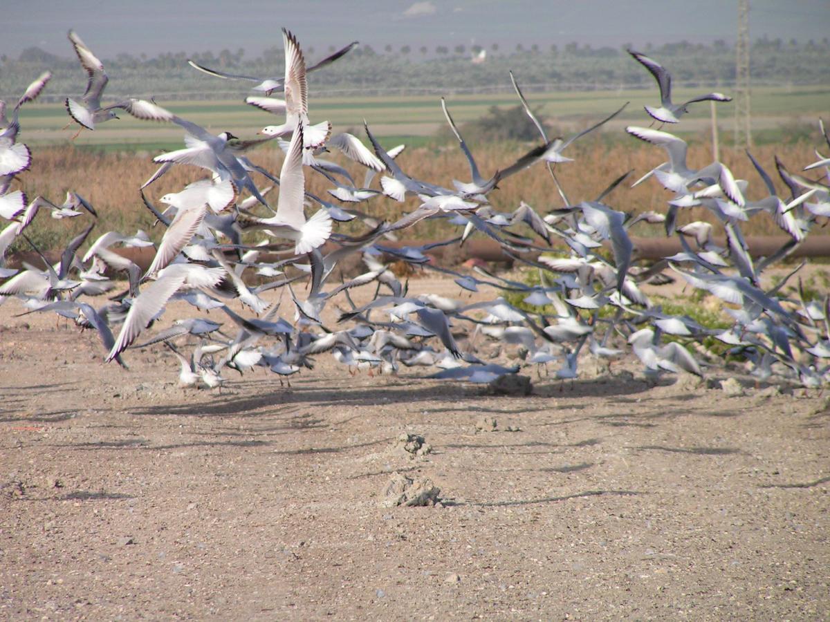 Jordan Valley Birding Lodge Kefar Ruppin エクステリア 写真
